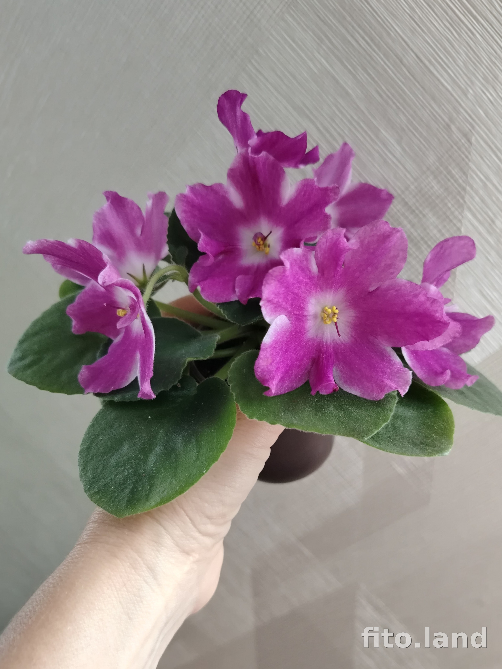 Violet АВ-Адреналин, photo