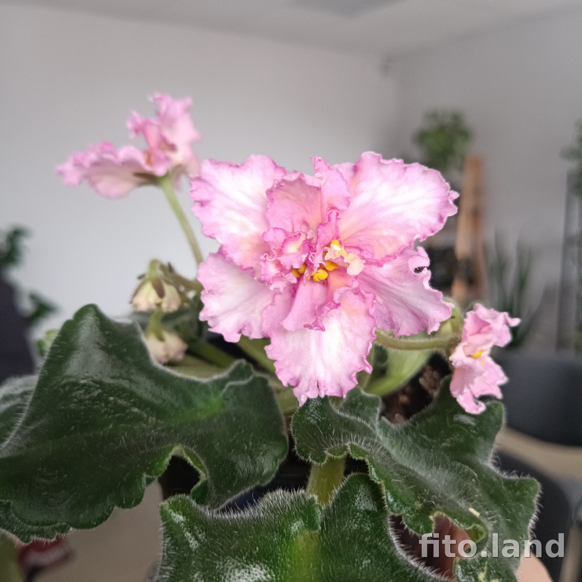 Фиалка АВ-Барбариска (813-28), фото