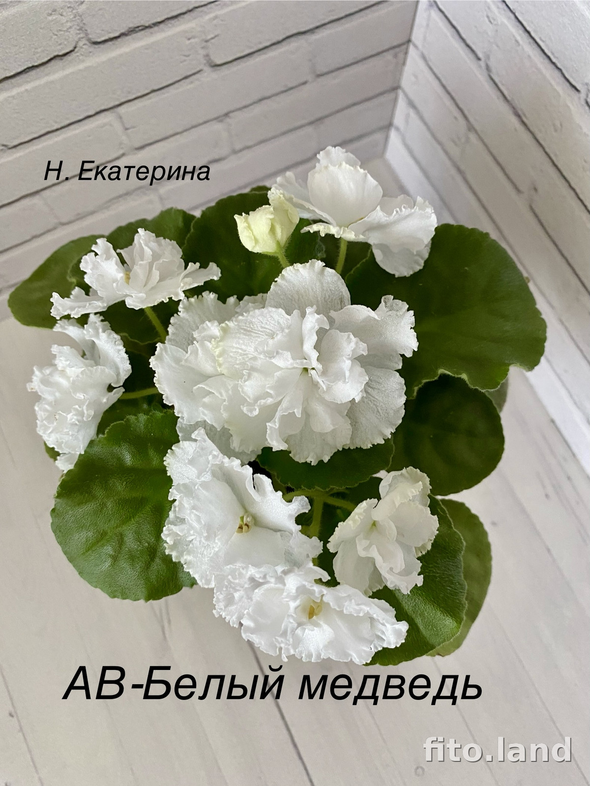Фиалка АВ-Белый Медведь (759-6), фото