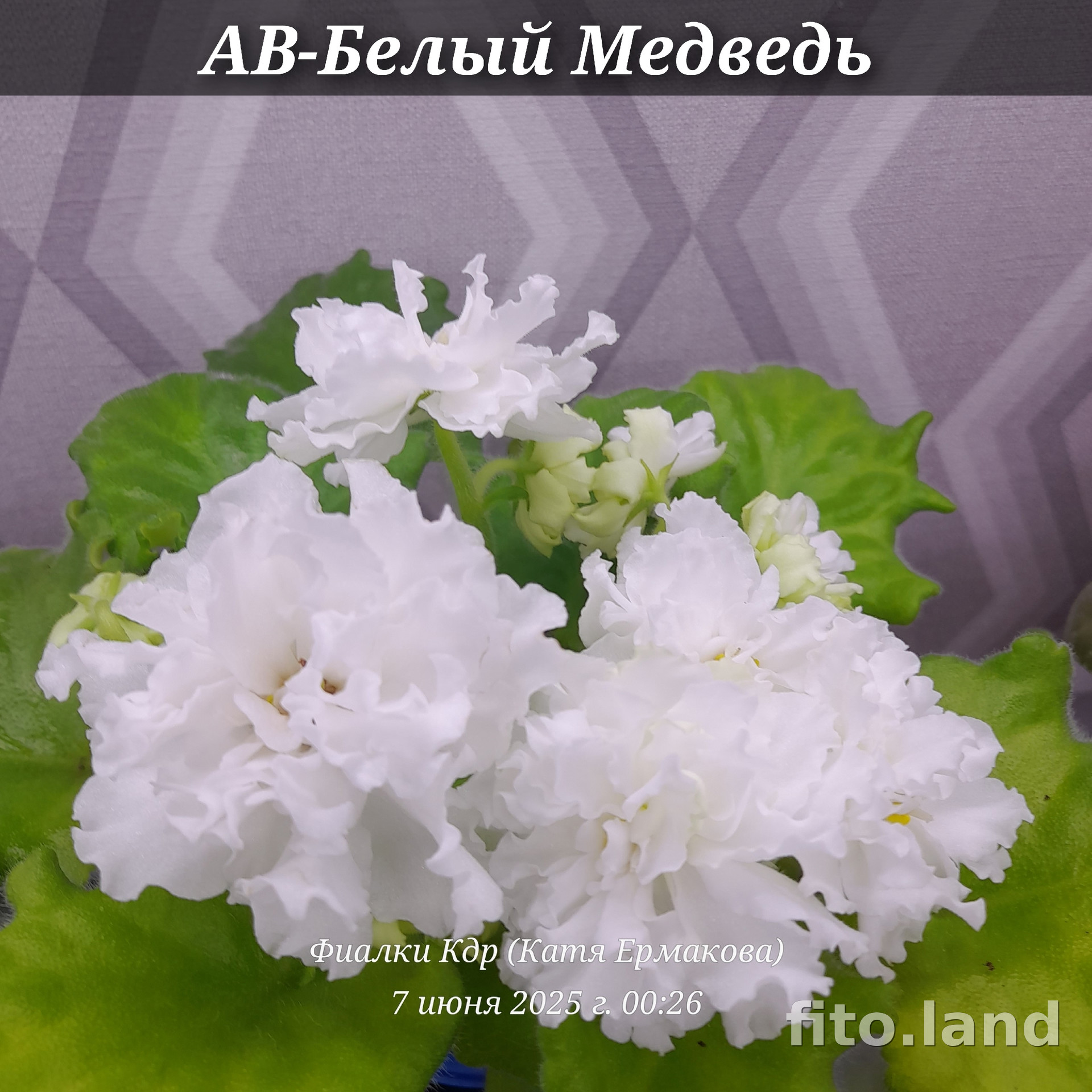 Фиалка АВ-Белый Медведь (759-6), фото