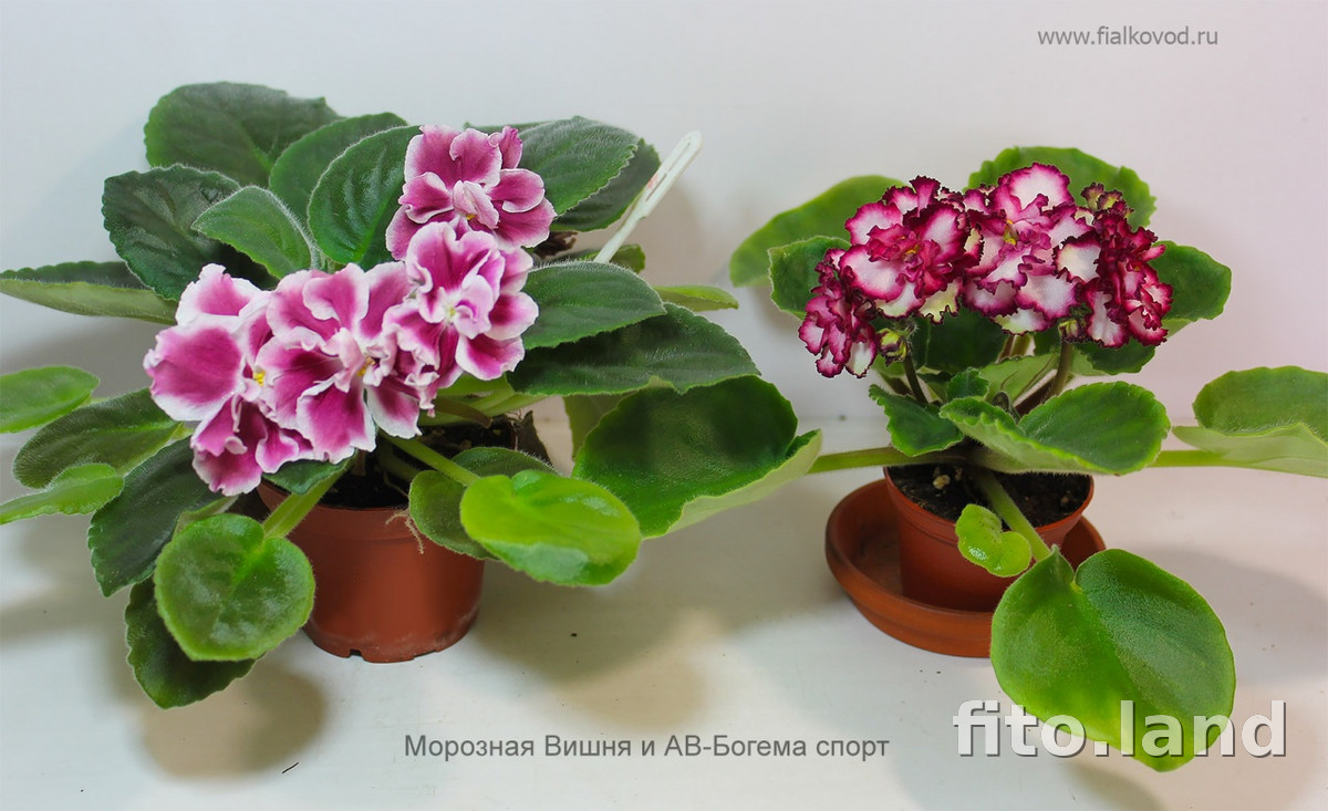 Фиалка АВ-Богема спорт, фото