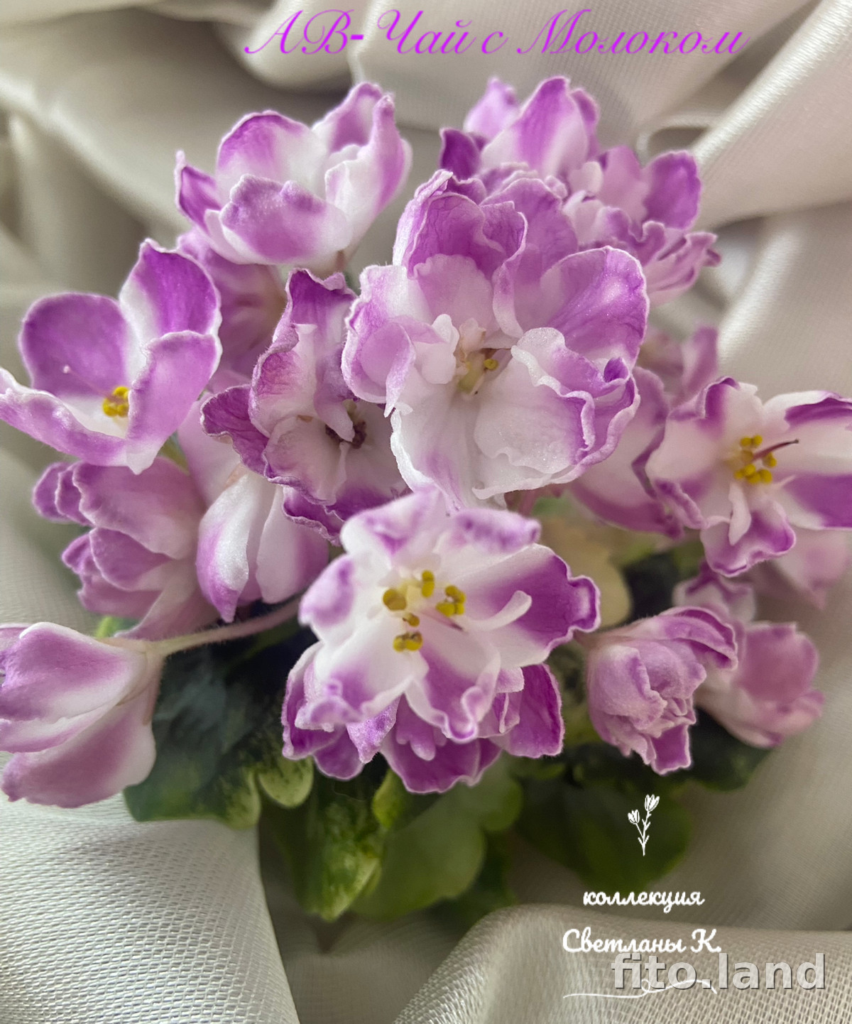 Фиалка АВ-Чай с Молоком (861-47), фото