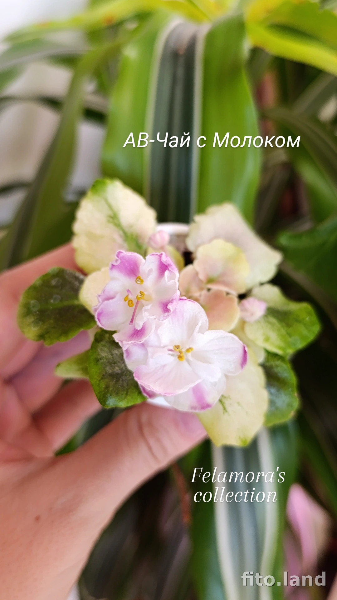 Фиалка АВ-Чай с Молоком (861-47), фото