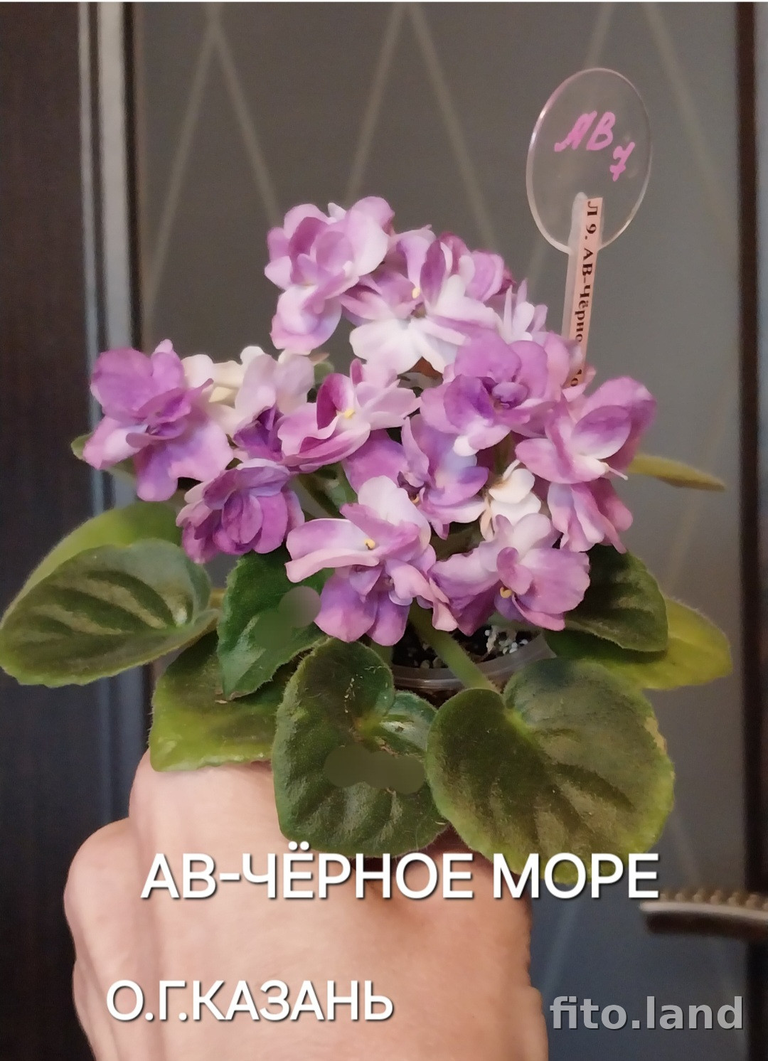 Фиалка АВ-Черное Море (803-39), фото