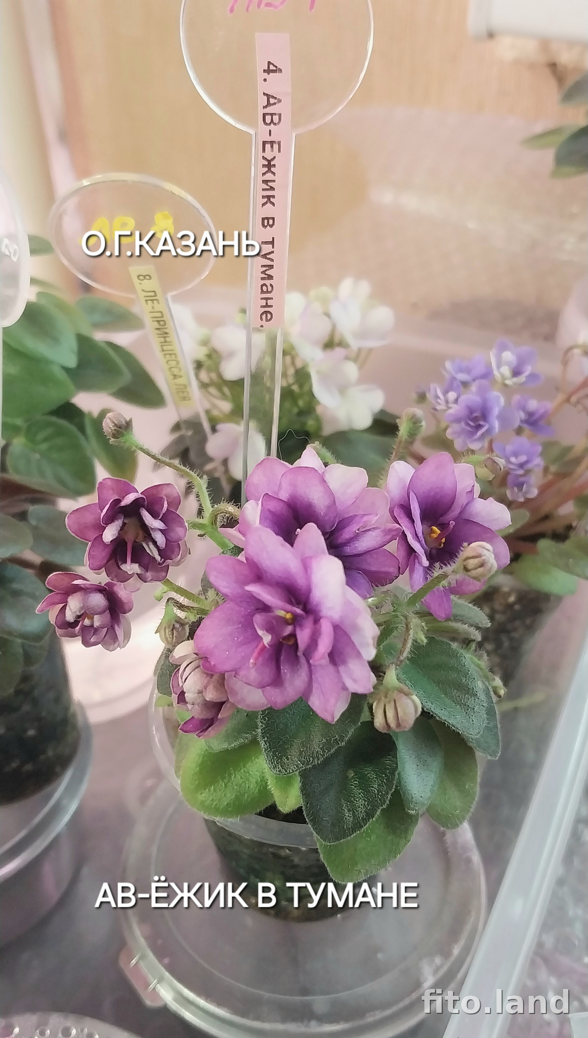 Фиалка АВ-Ежик в Тумане (802-1), фото