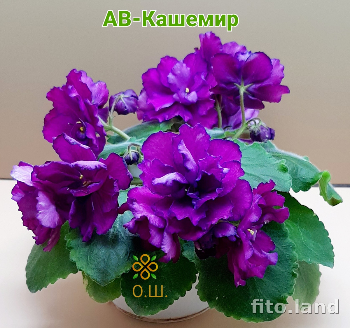 Фиалка АВ-Кашемир (843-81), фото
