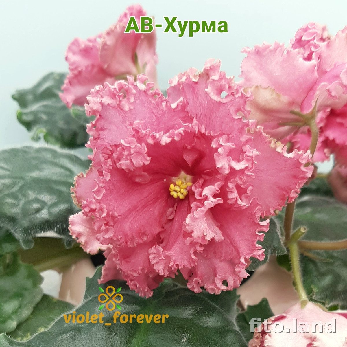 Фиалка АВ-Хурма (843-30), фото