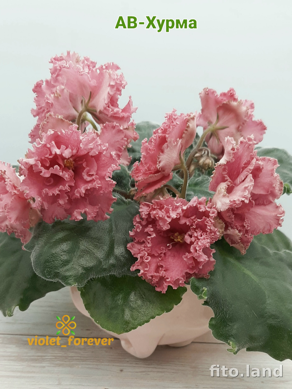 Фиалка АВ-Хурма (843-30), фото