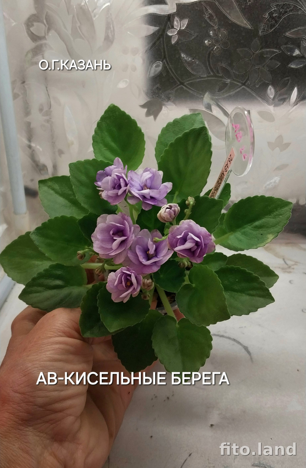 Фиалка АВ-Кисельные Берега (791-4), фото