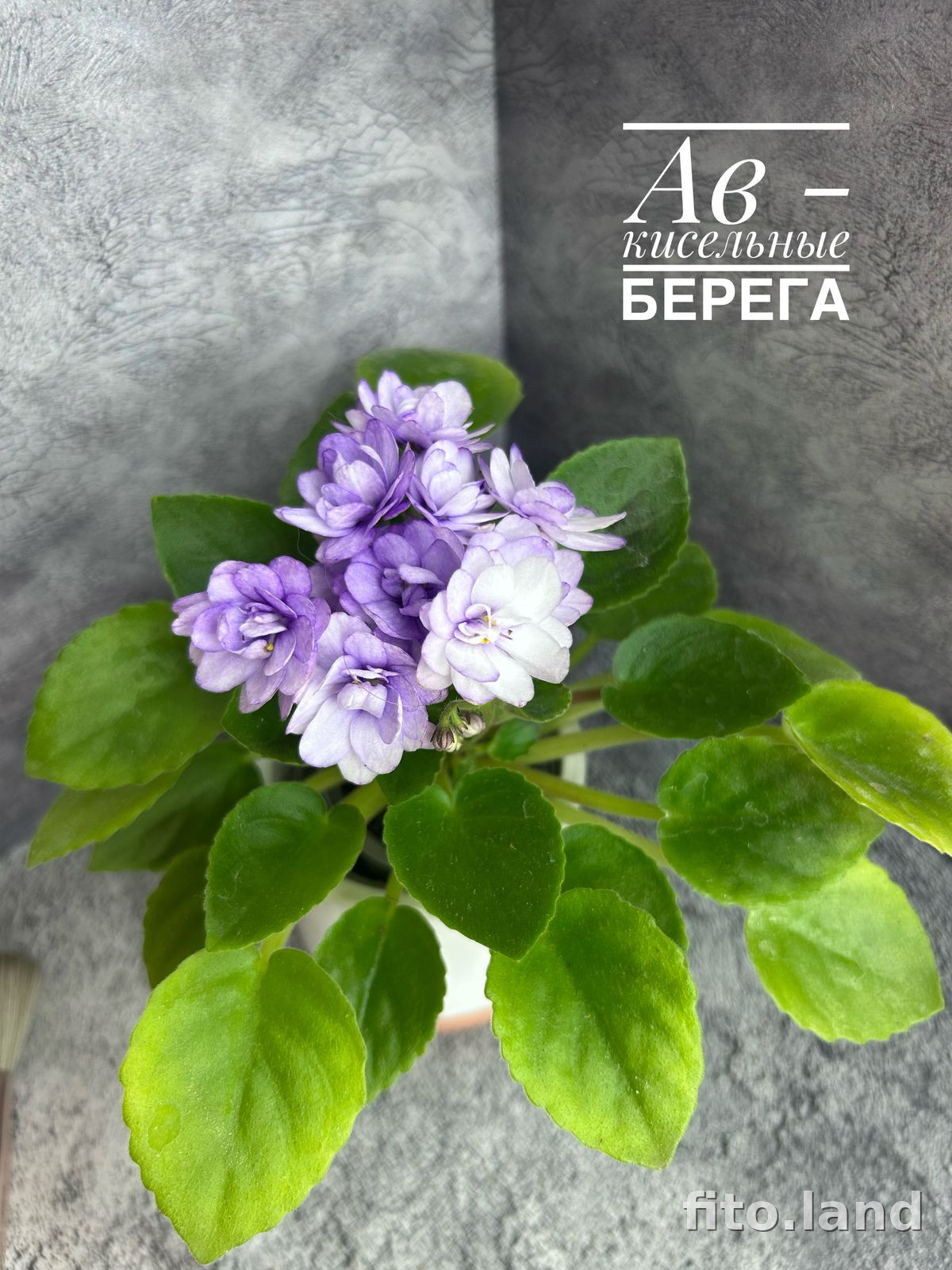 Violet АВ-Кисельные Берега (791-4), photo