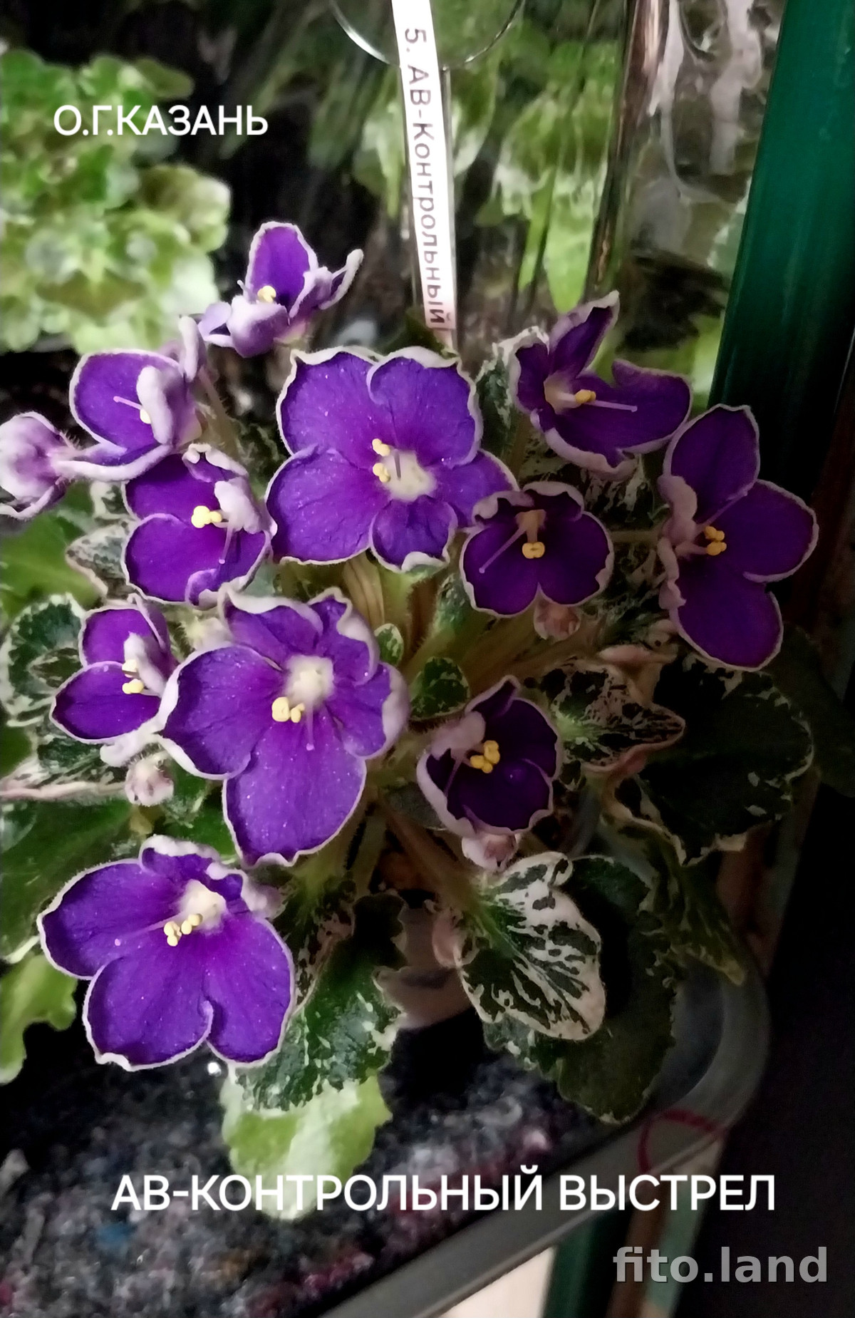 Фиалка АВ-Контрольный Выстрел, фото