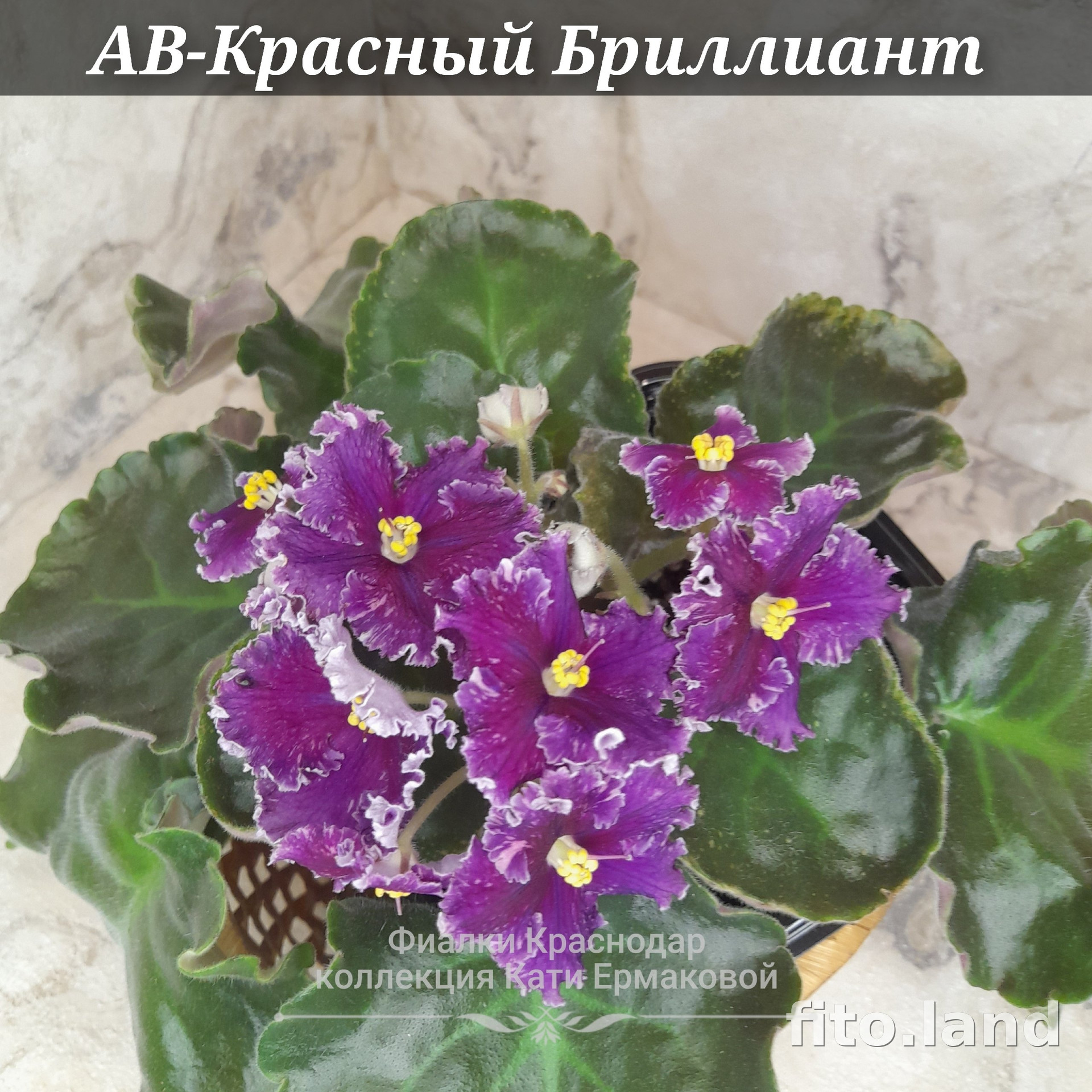 Фиалка АВ-Красный Бриллиант (816-372), фото