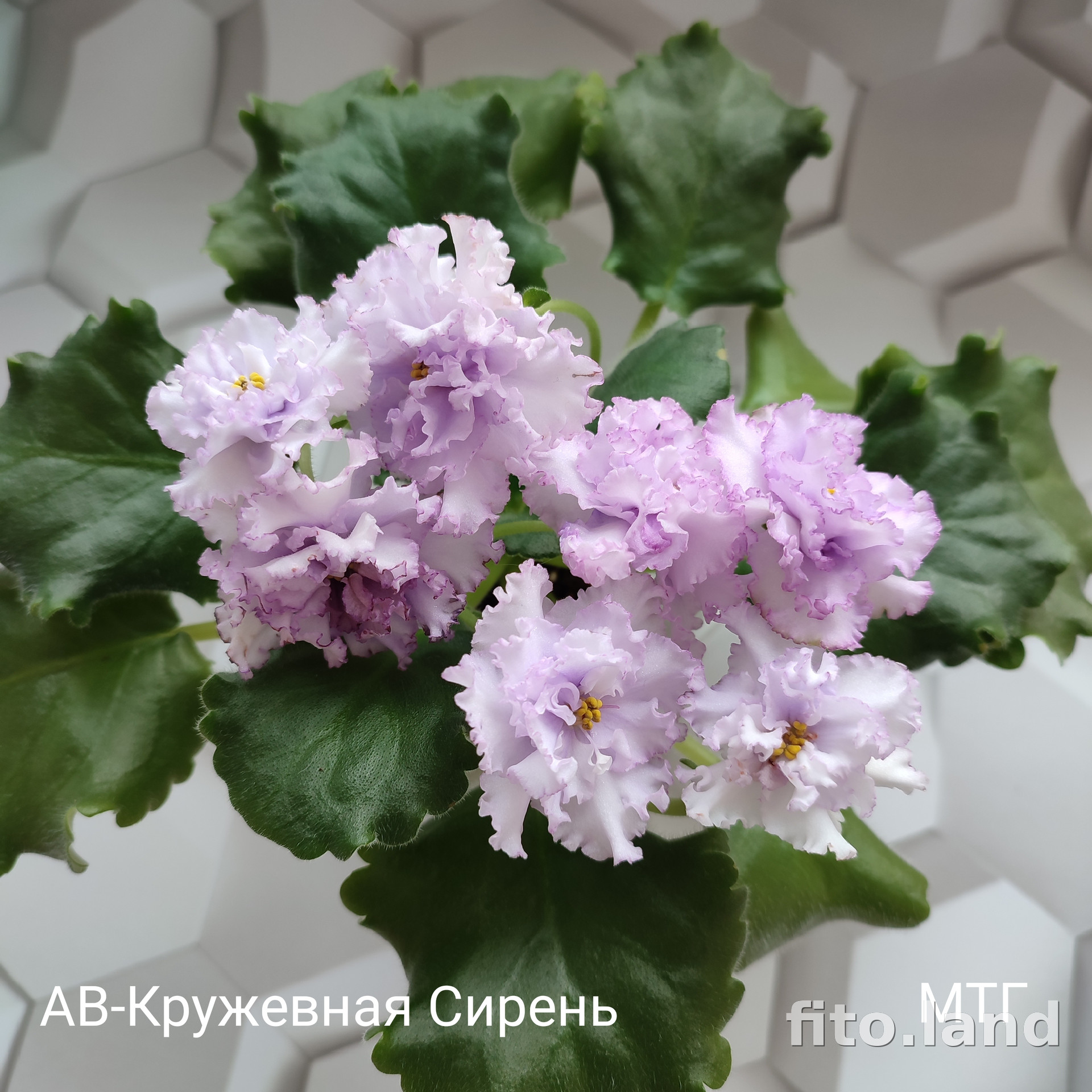 Фиалка АВ-Кружевная Сирень (754-29), фото