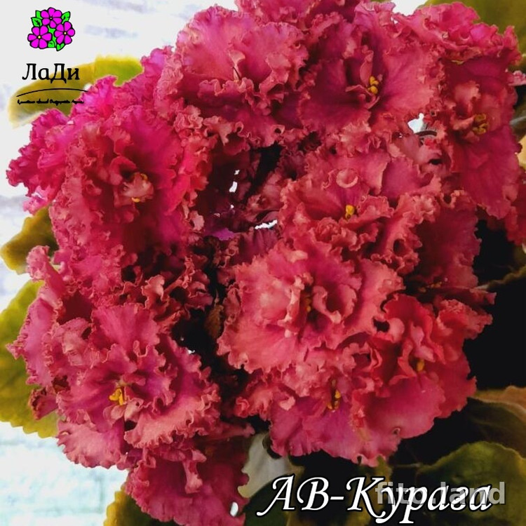 Фиалка АВ-Курага (760-61), фото