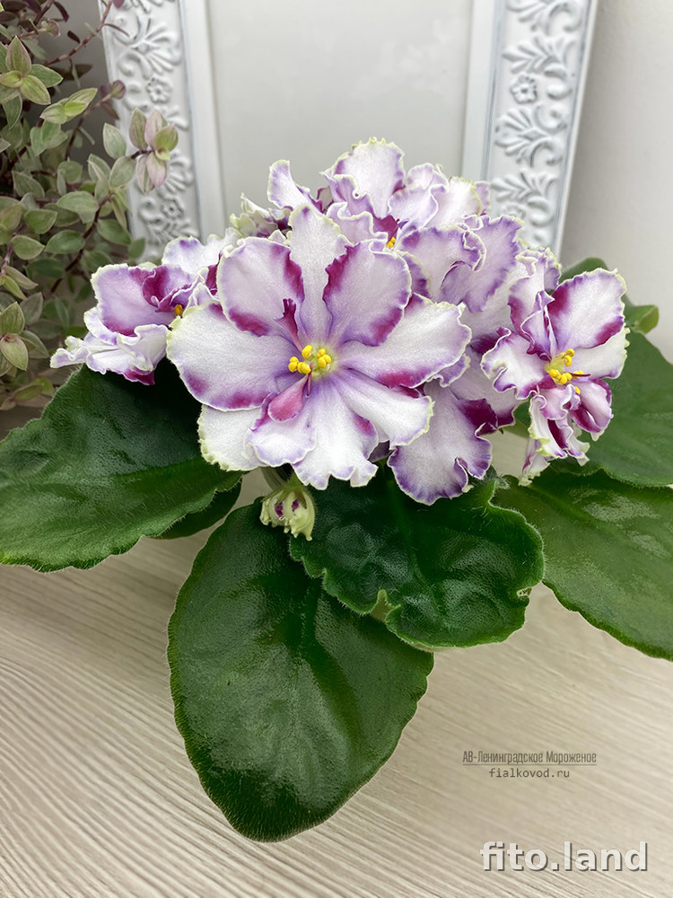 Violet АВ-Ленинградское Мороженое, photo