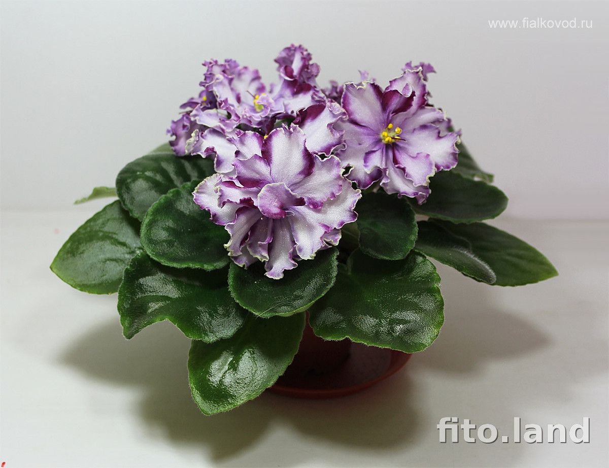 Violet АВ-Ленинградское Мороженое, photo