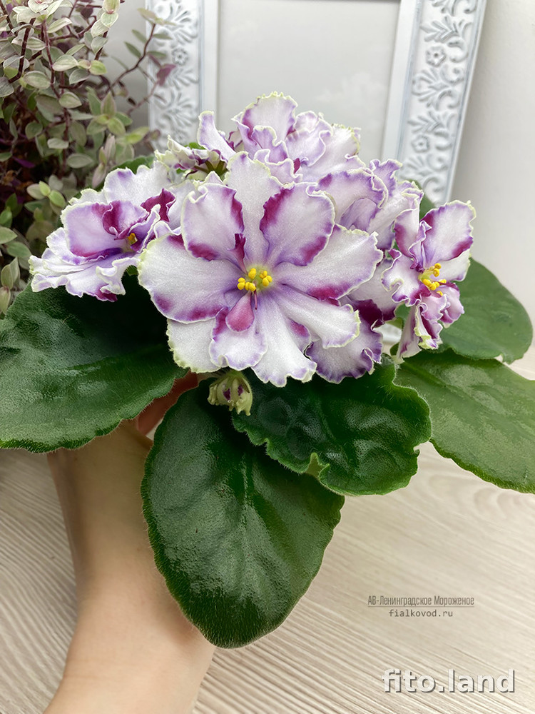 Violet АВ-Ленинградское Мороженое, photo