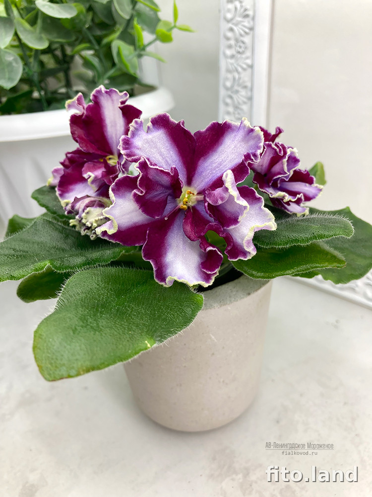 Violet АВ-Ленинградское Мороженое, photo