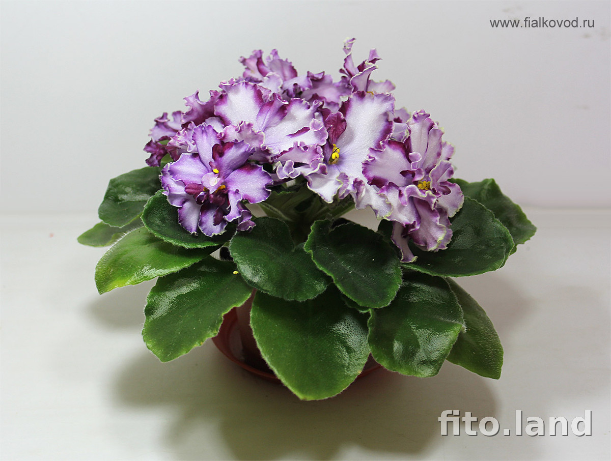 Violet АВ-Ленинградское Мороженое, photo