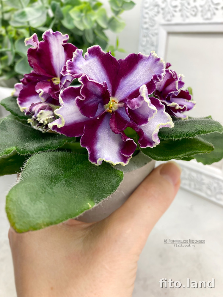 Violet АВ-Ленинградское Мороженое, photo
