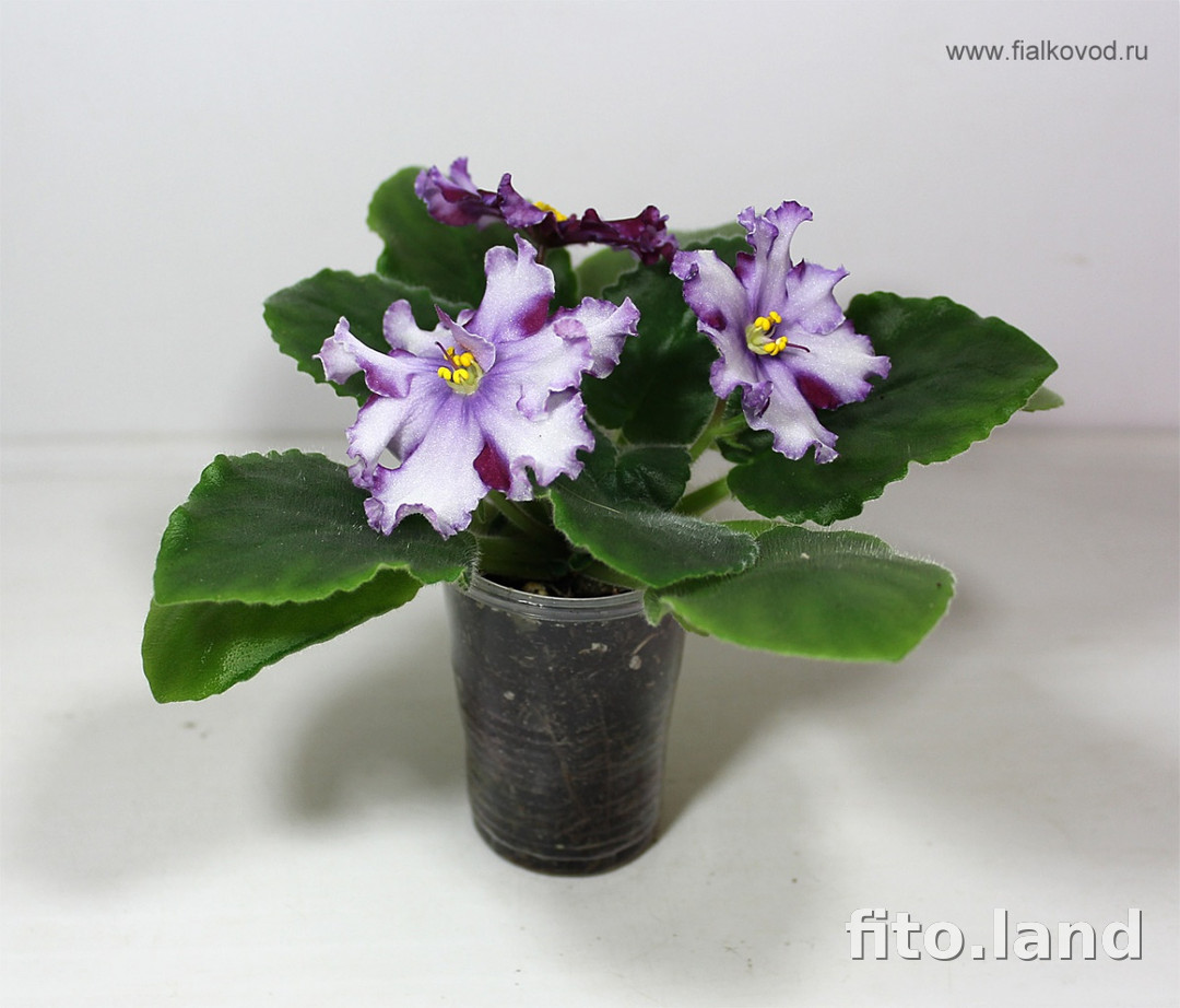 Violet АВ-Ленинградское Мороженое, photo