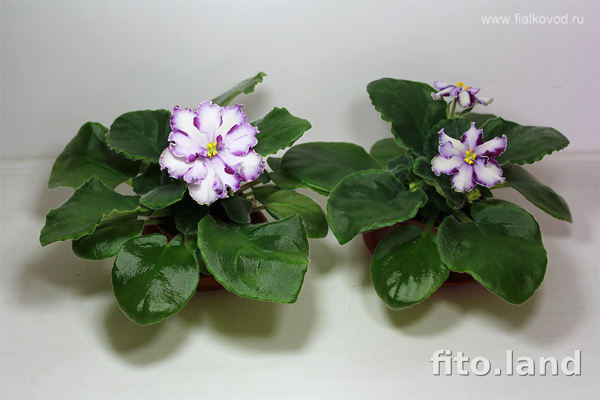 Violet АВ-Ленинградское Мороженое, photo