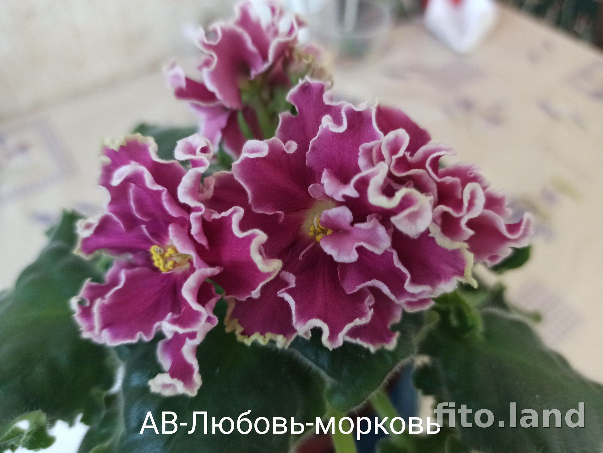Фиалка АВ-Любовь-Морковь (872-127), фото
