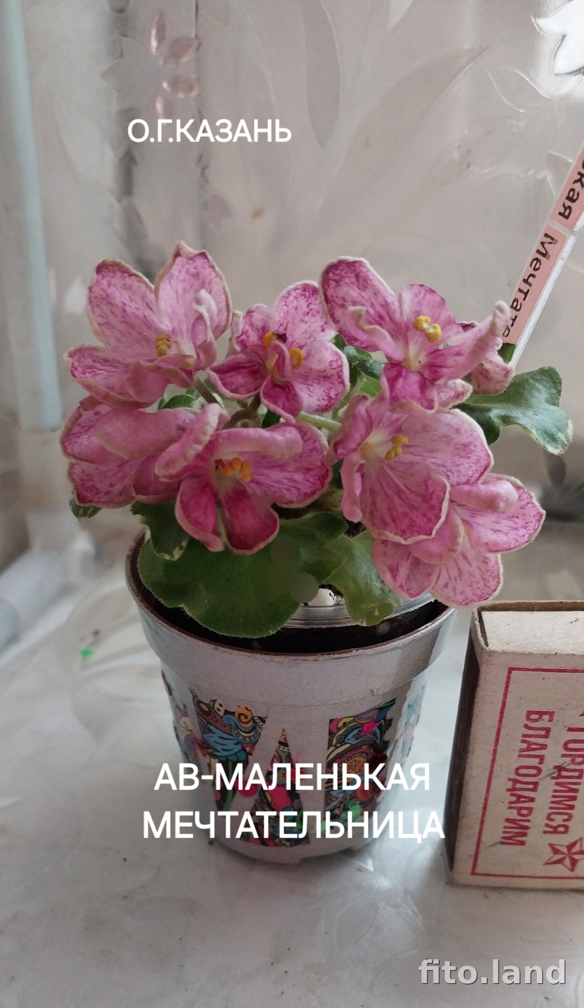 Фиалка АВ-Маленькая Мечтательница (878-110), фото