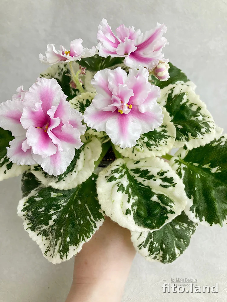 Фиалка АВ-Маяк Счастья, фото