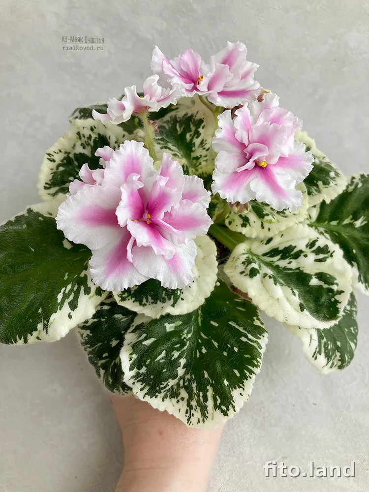 Фиалка АВ-Маяк Счастья, фото