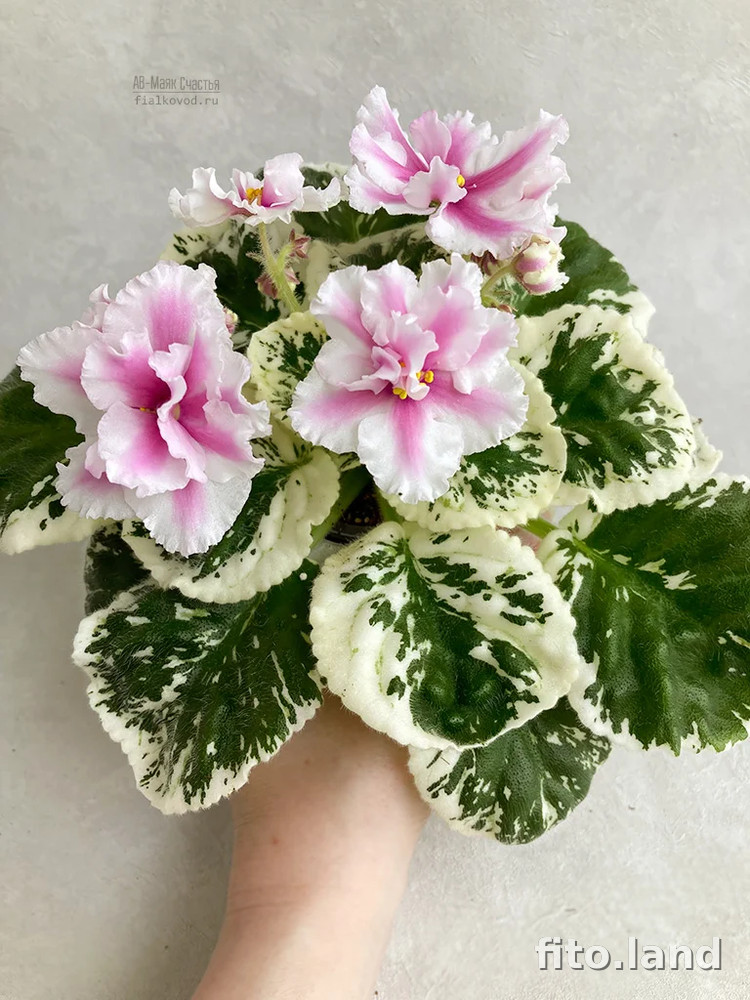 Фиалка АВ-Маяк Счастья, фото
