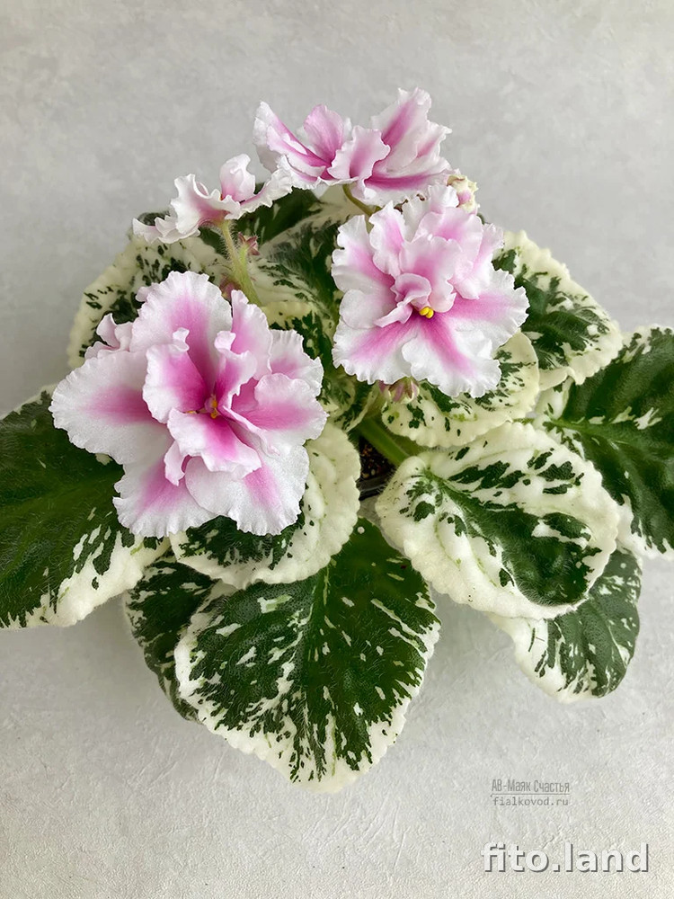 Фиалка АВ-Маяк Счастья, фото