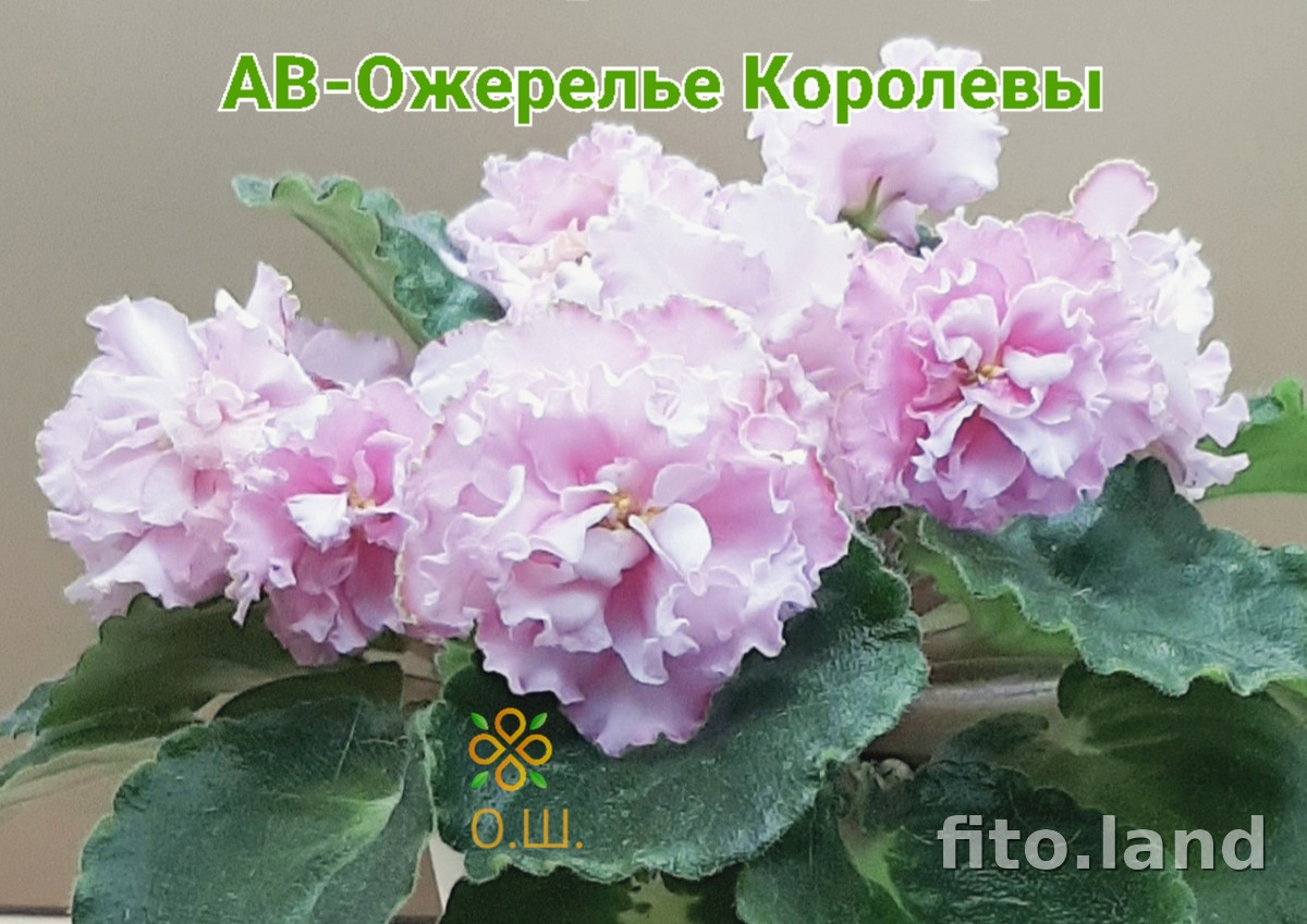 Фиалка АВ-Ожерелье Королевы (876-17), фото