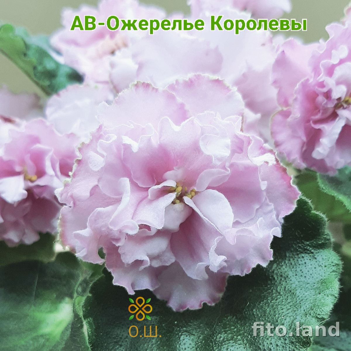 Фиалка АВ-Ожерелье Королевы (876-17), фото