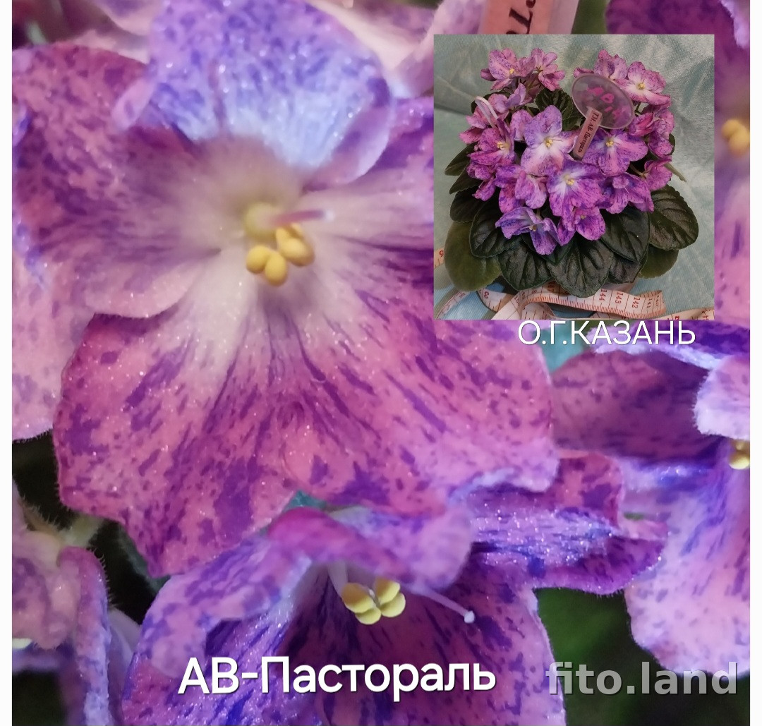 Фиалка АВ-Пастораль, фото