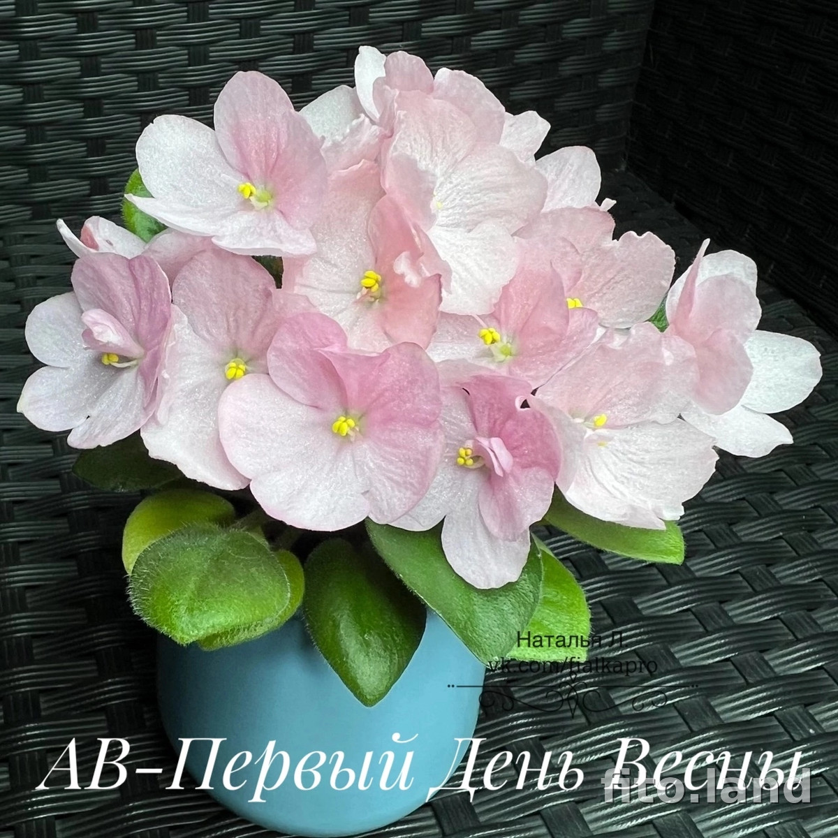 Фиалка АВ-Первый День Весны, фото