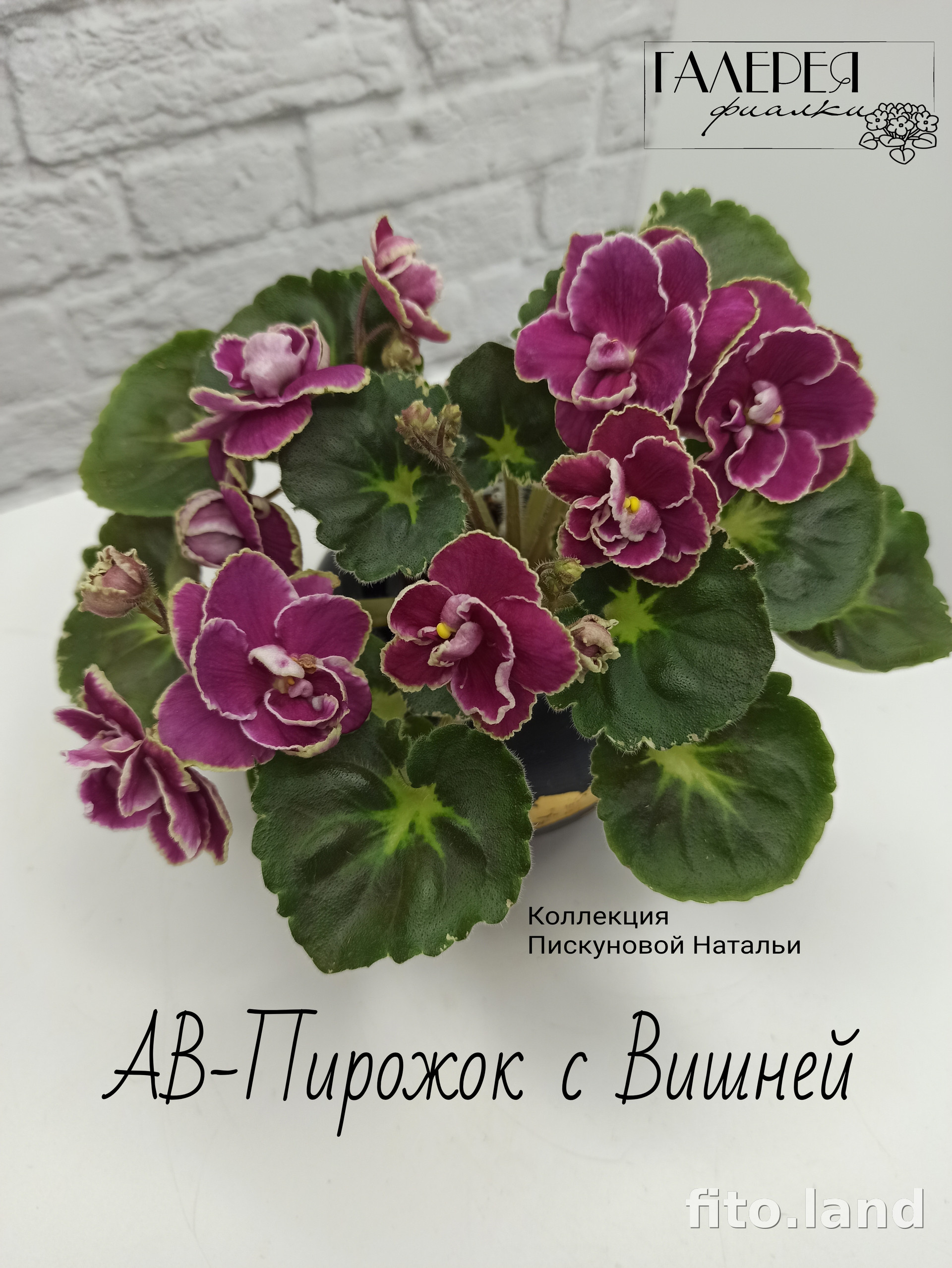 Фиалка АВ-Пирожок с Вишней (888-14), фото