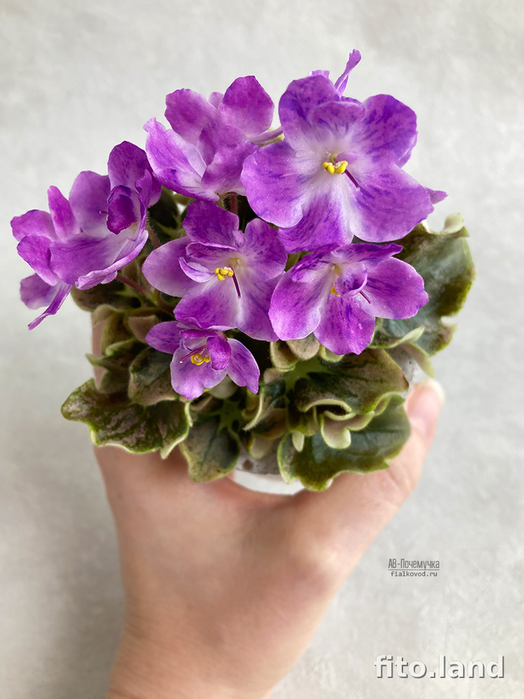 Violet АВ-Почемучка (847-12), photo
