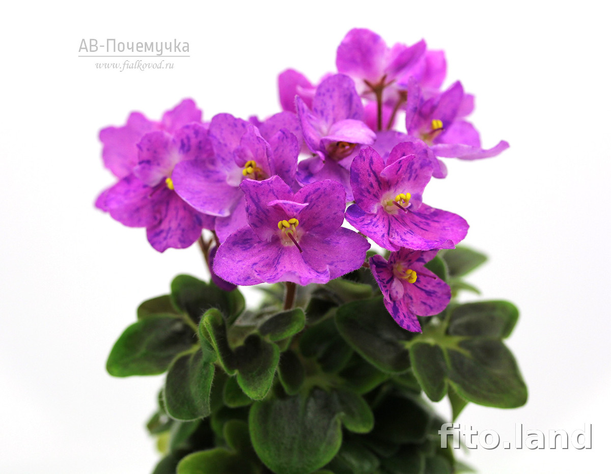 Violet АВ-Почемучка (847-12), photo