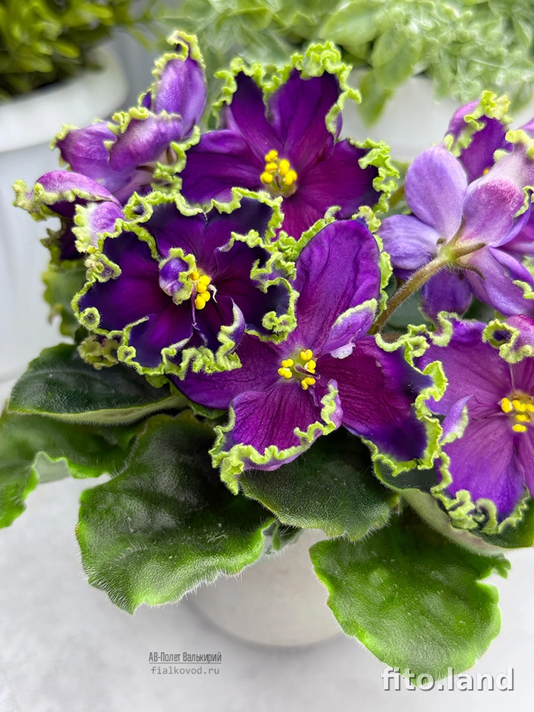 Фиалка АВ-Полет Валькирий (814-41), фото
