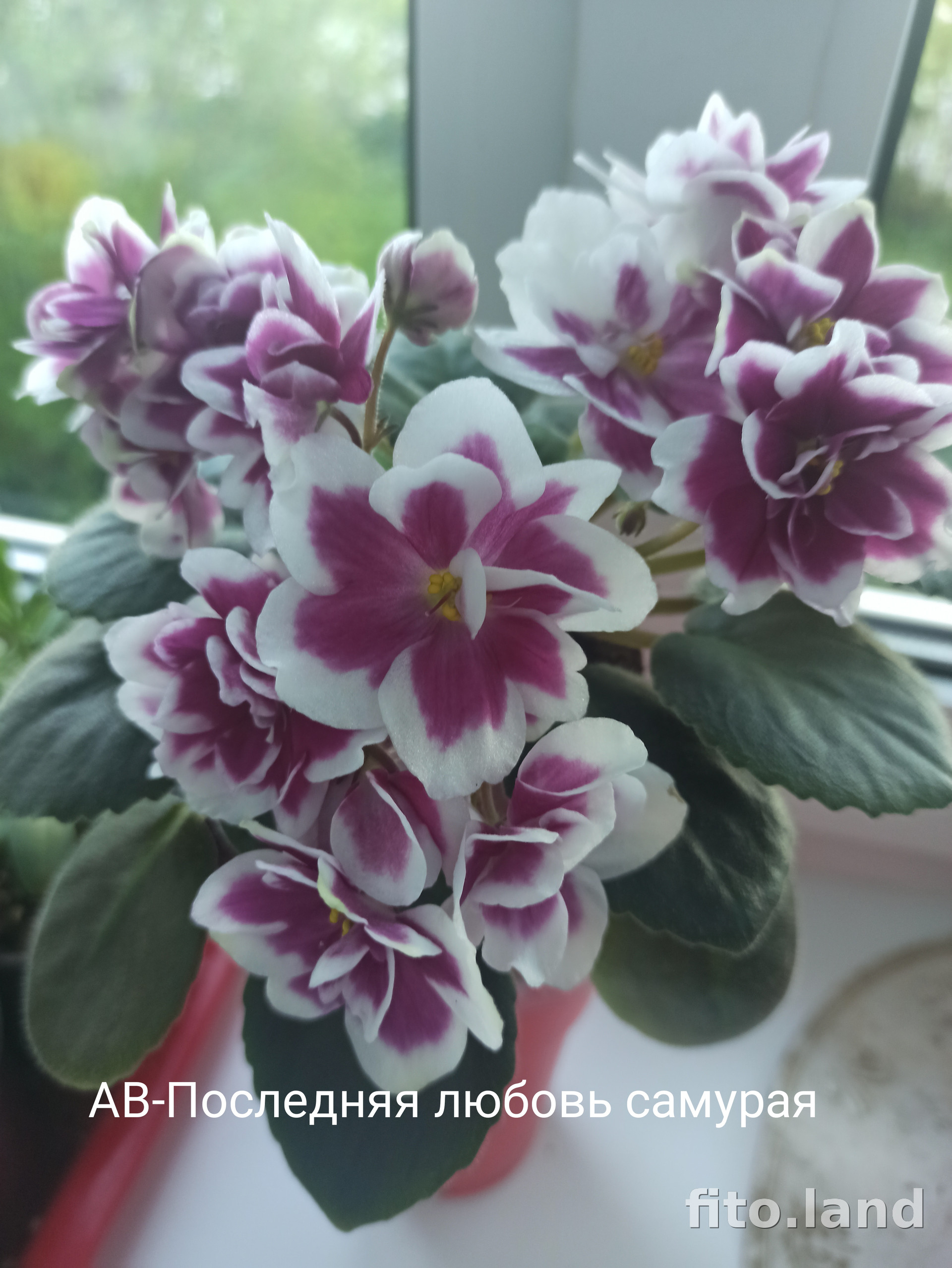 Фиалка АВ-Последняя Любовь Самурая (855-581), фото