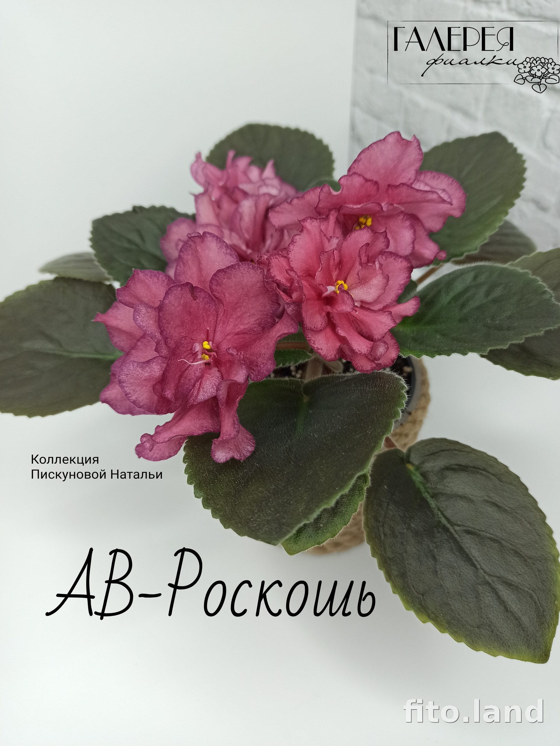 Фиалка АВ-Роскошь, фото