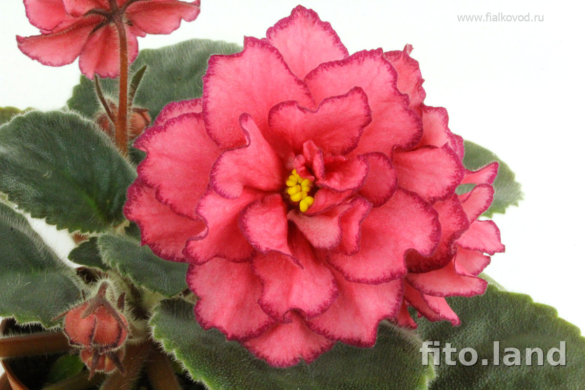 Фиалка АВ-Роскошь, фото