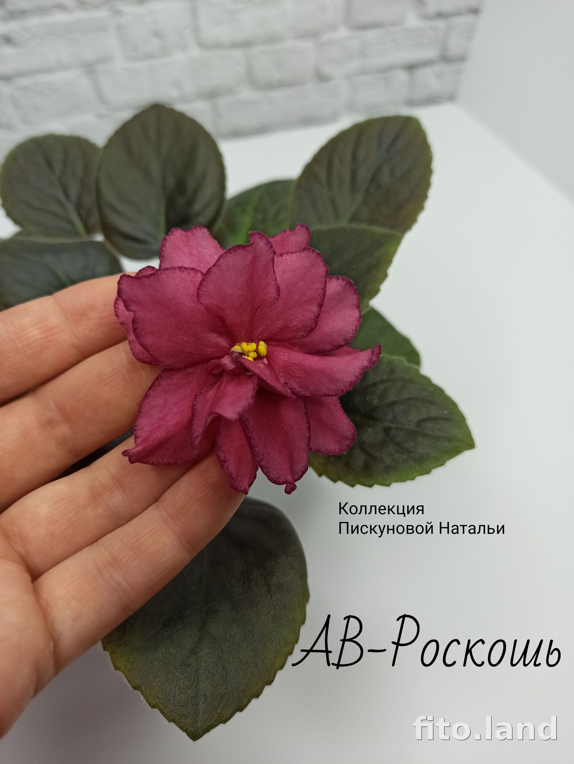 Фиалка АВ-Роскошь, фото