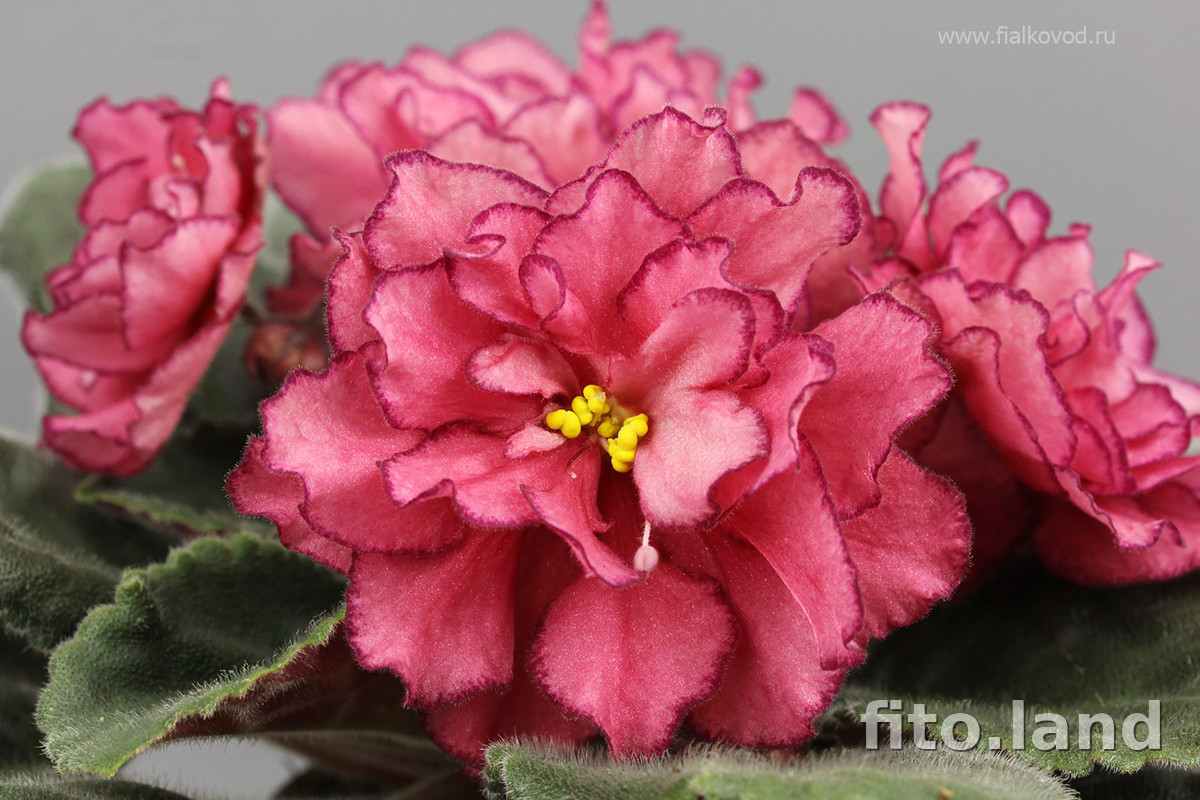 Фиалка АВ-Роскошь, фото