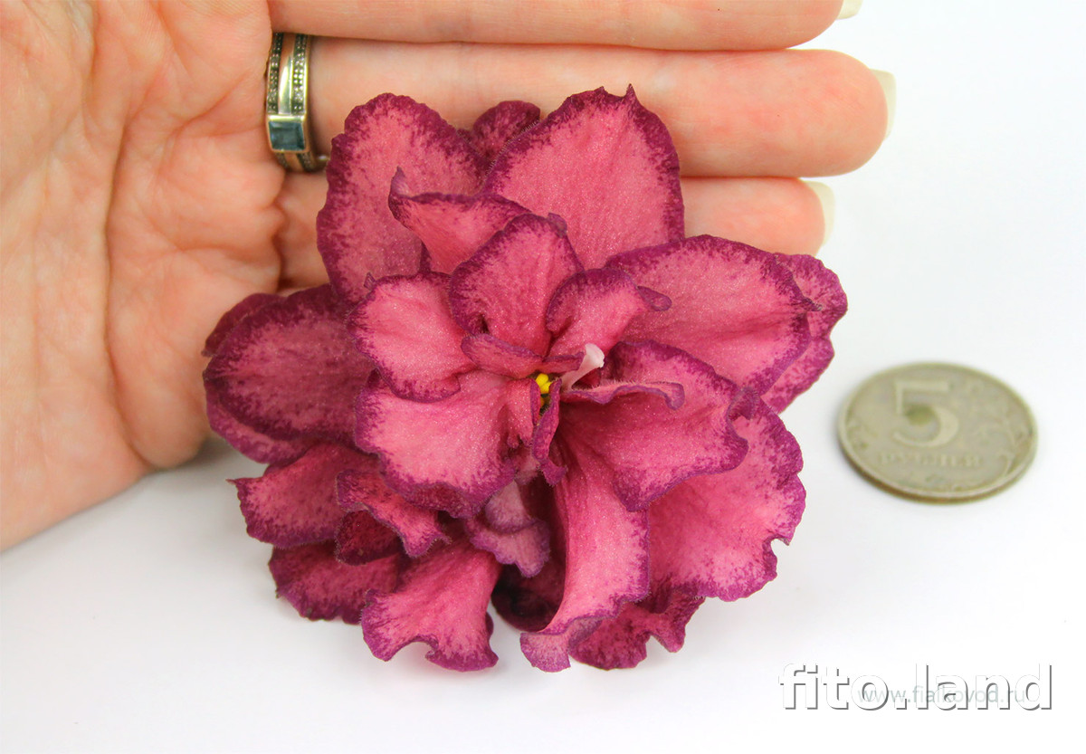 Фиалка АВ-Роскошь, фото