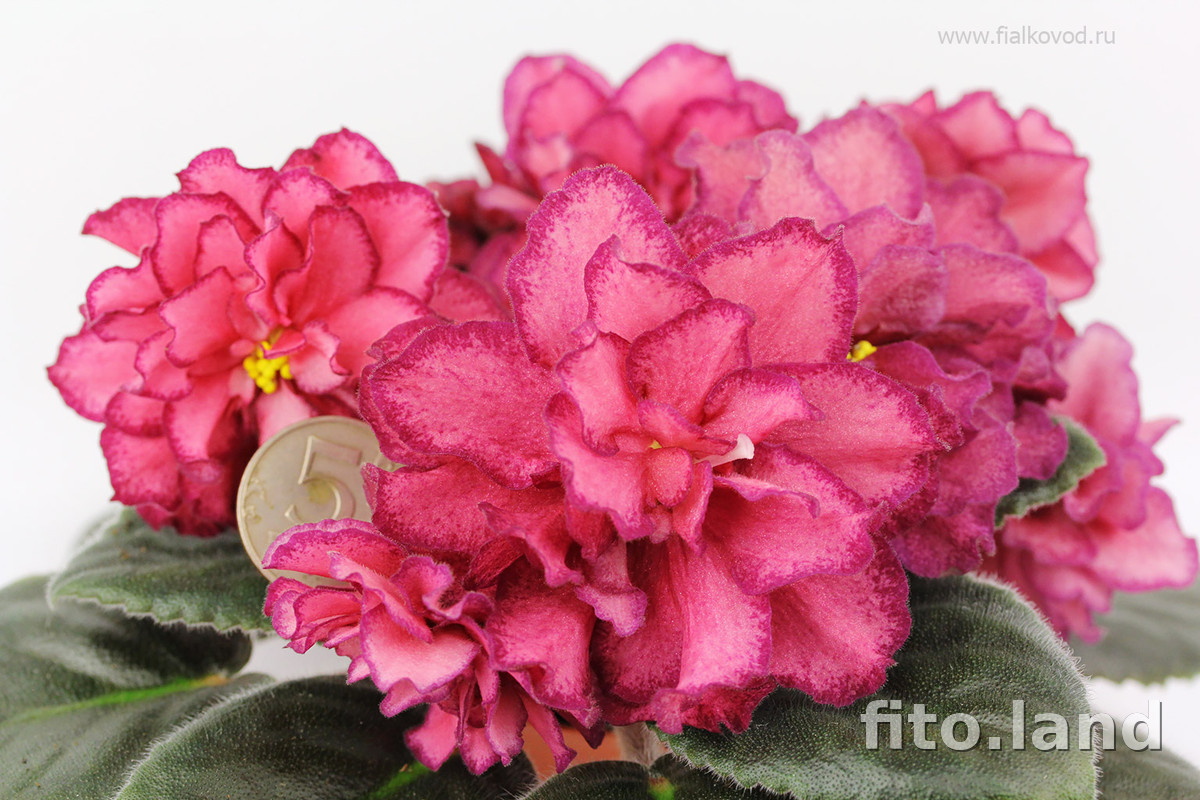 Фиалка АВ-Роскошь, фото