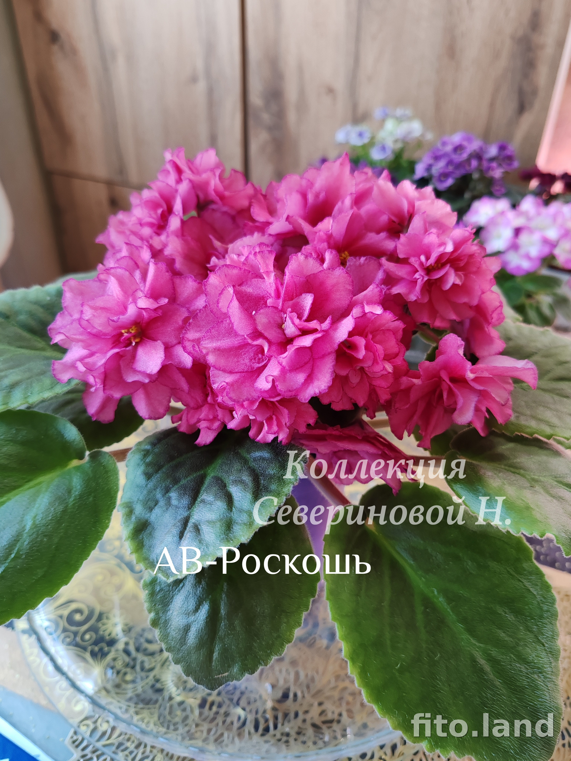 Фиалка АВ-Роскошь, фото