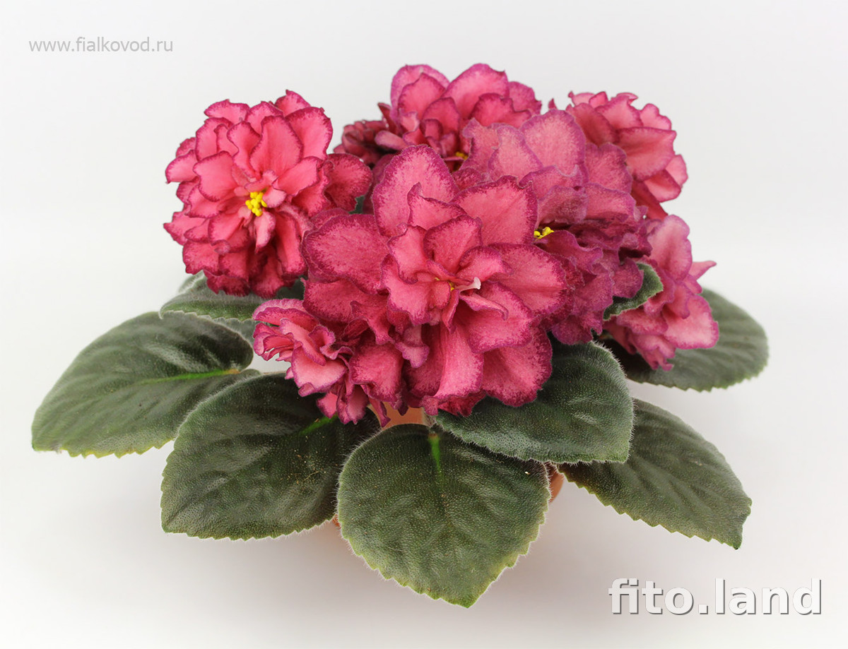 Фиалка АВ-Роскошь, фото