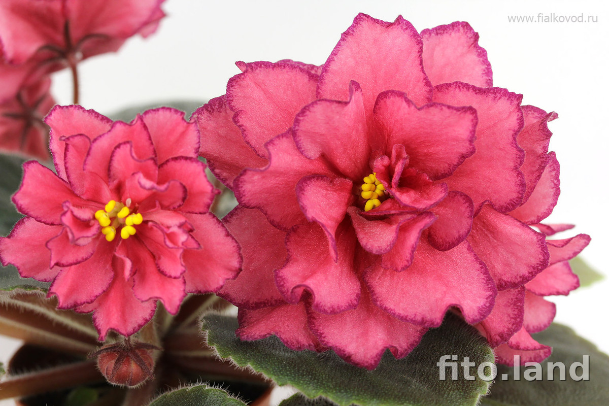 Фиалка АВ-Роскошь, фото